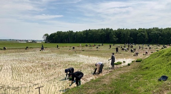 田植えの様子