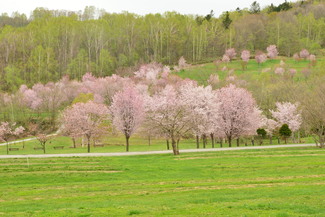 桜の杜ゾーンの桜