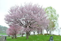 パークゴルフ場横の桜