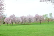 芝広場の桜
