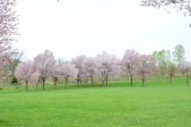 芝広場の桜