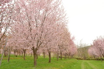 桜の杜の様子