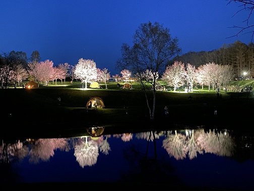 夜桜ライトアップ