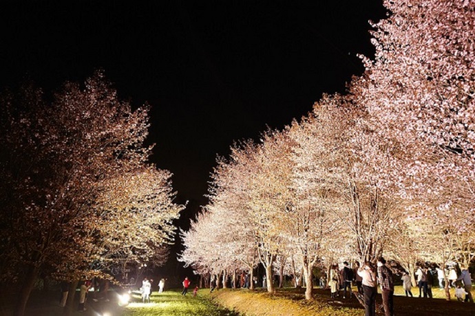 夜桜写真