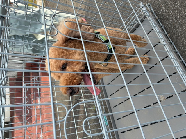 迷い犬