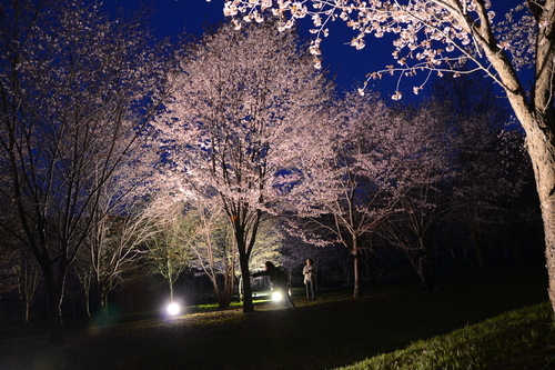 夜桜