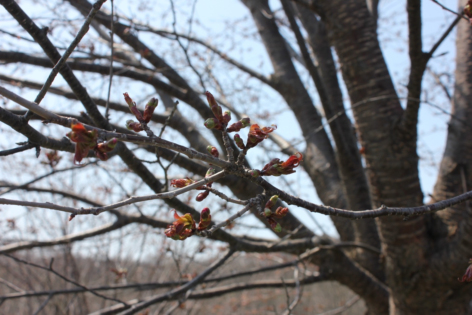 5月1日のパレットヒルズの桜開花状況