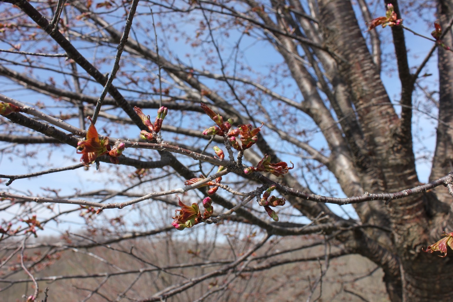 5月2日のパレットヒルズの桜開花状況