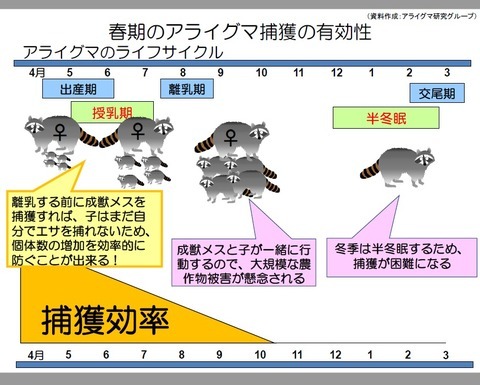 春期のアライグマ捕獲の有効性について　説明図