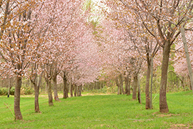 鷹栖町　移住・定住サイトの画像