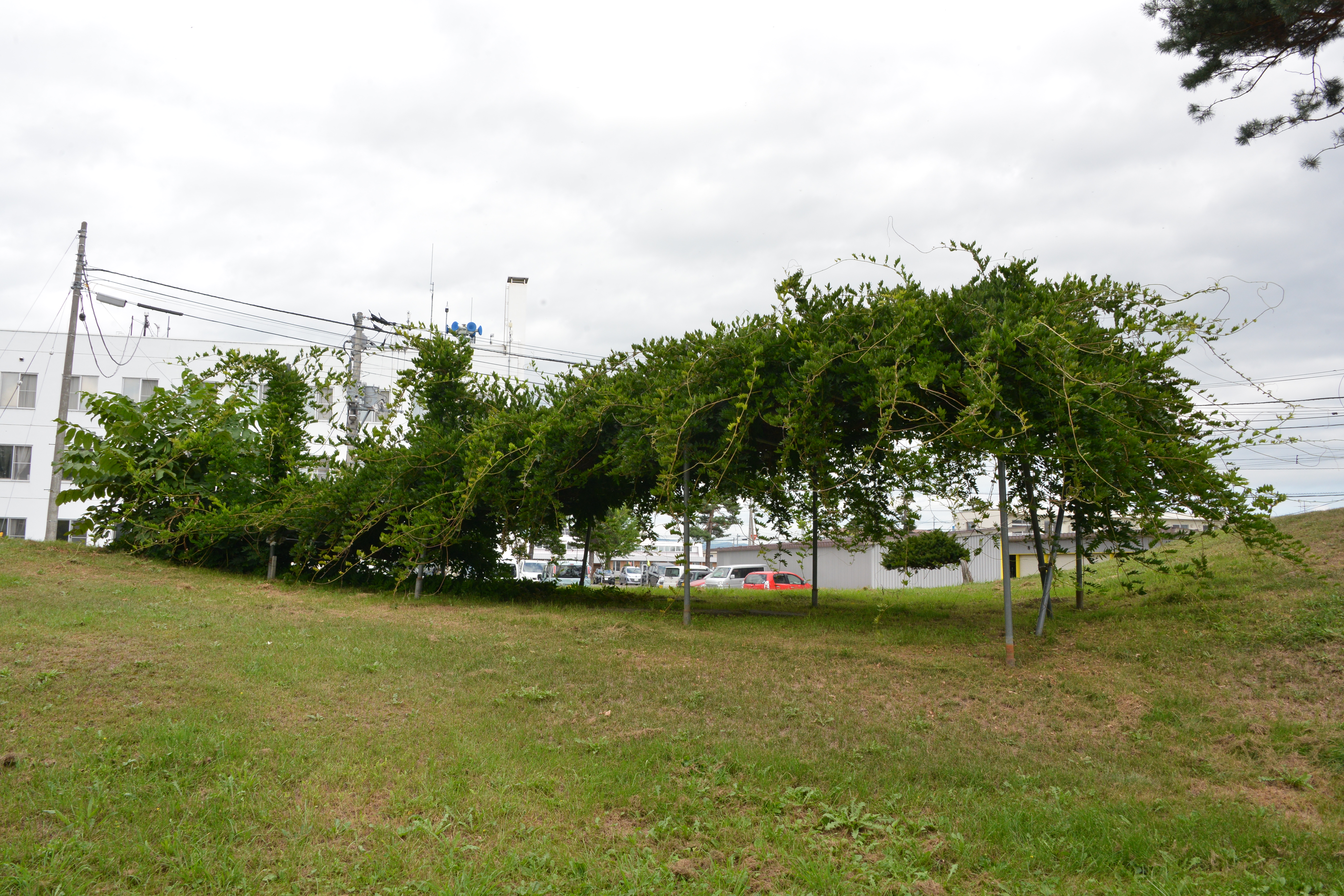 緑地公園・築山の画像