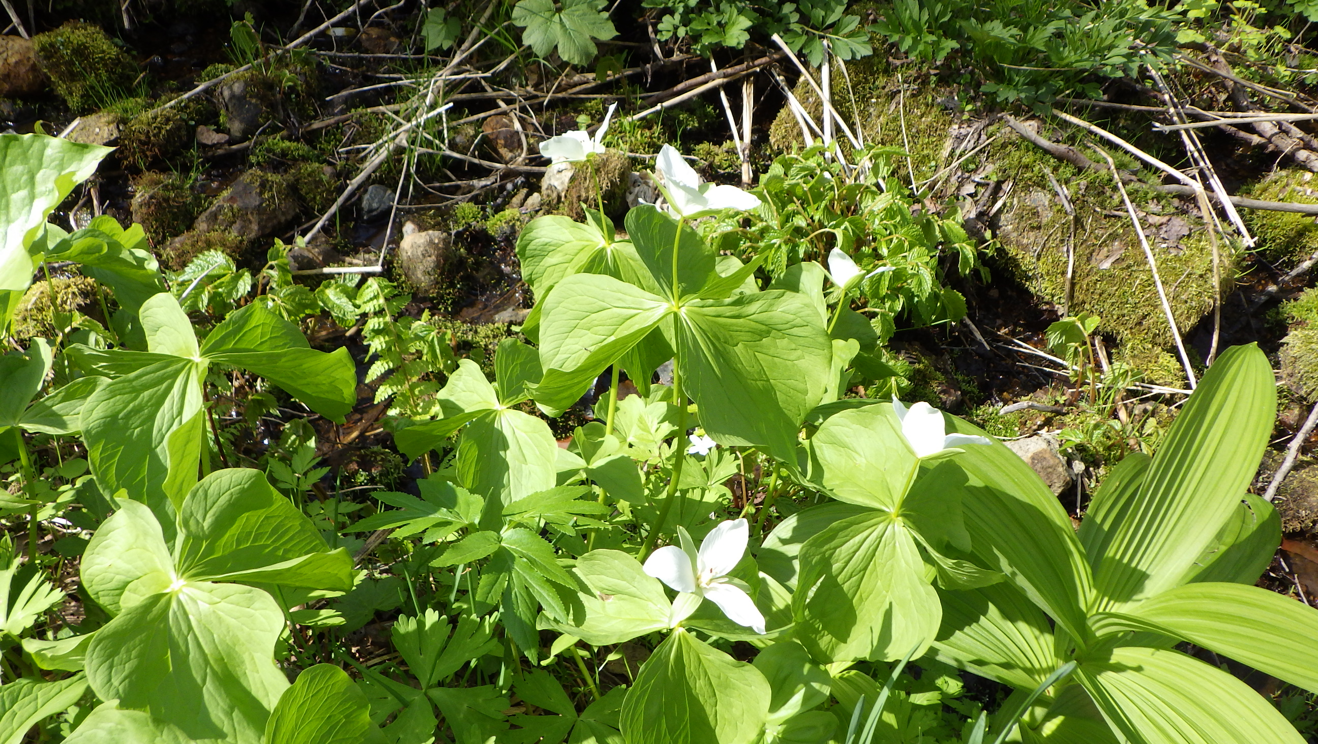 エンレイソウの画像