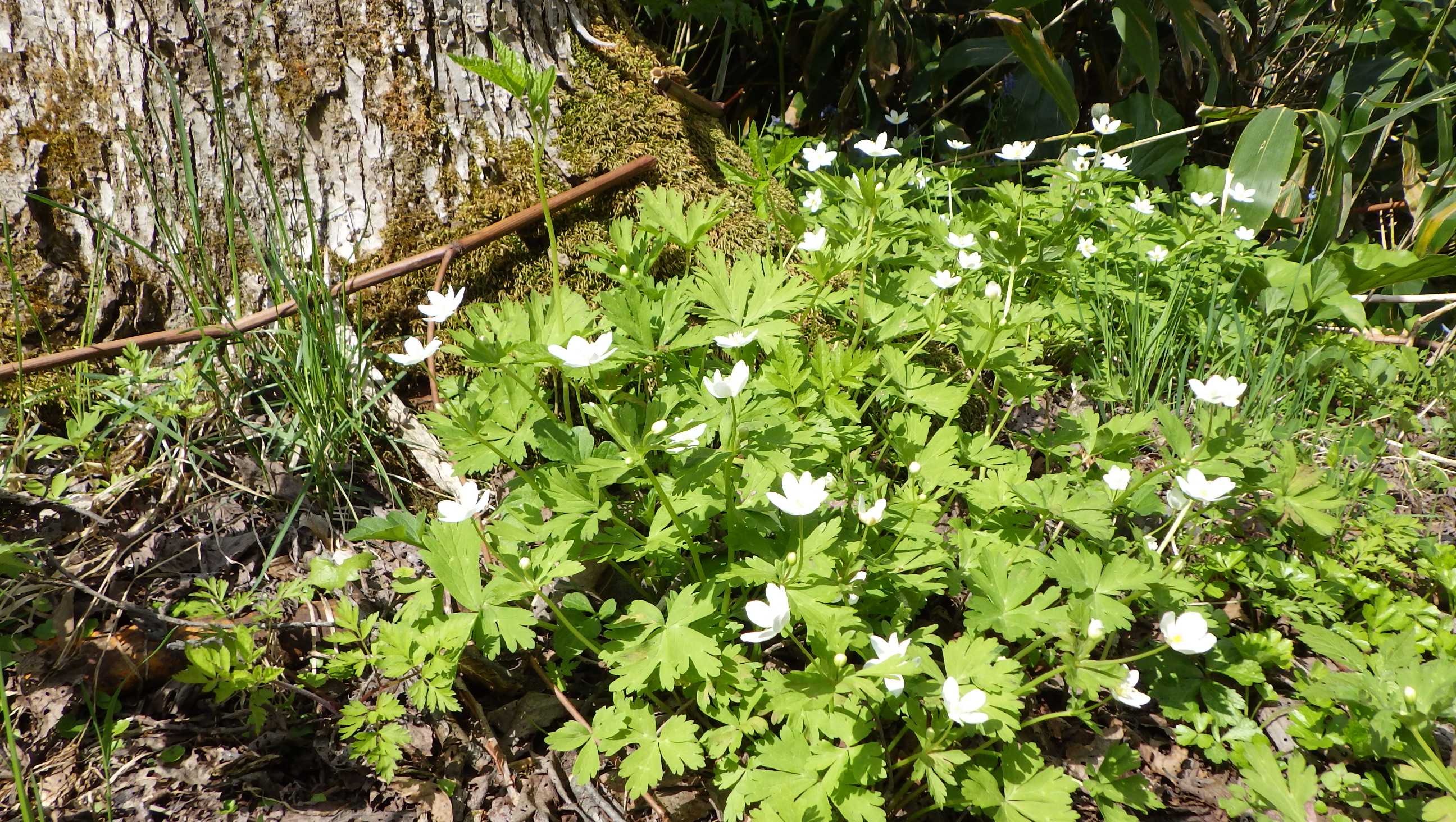 ニリンソウの画像