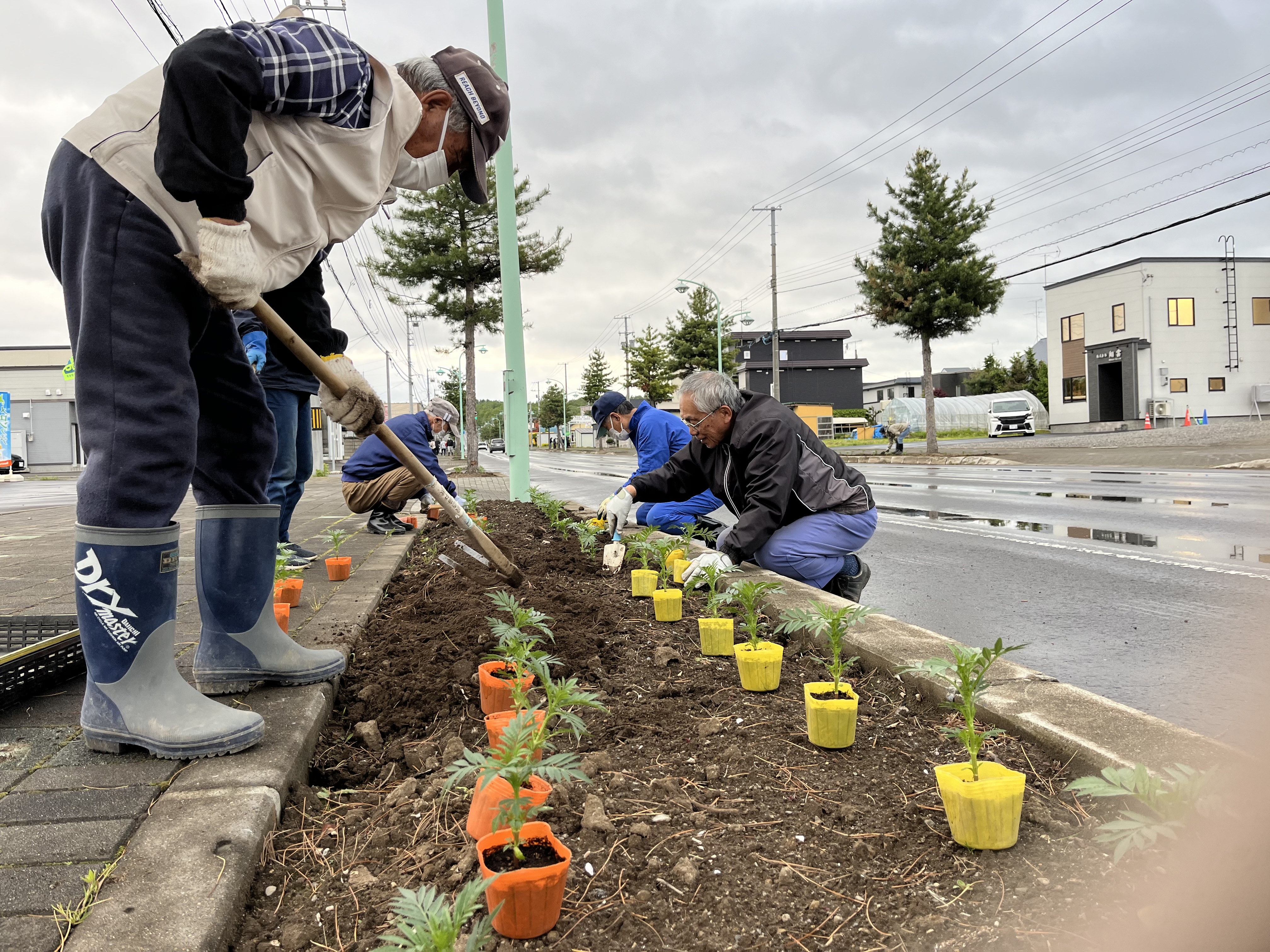 5月26日　北野東町内会　マリーゴールド苗の定植作業の画像1