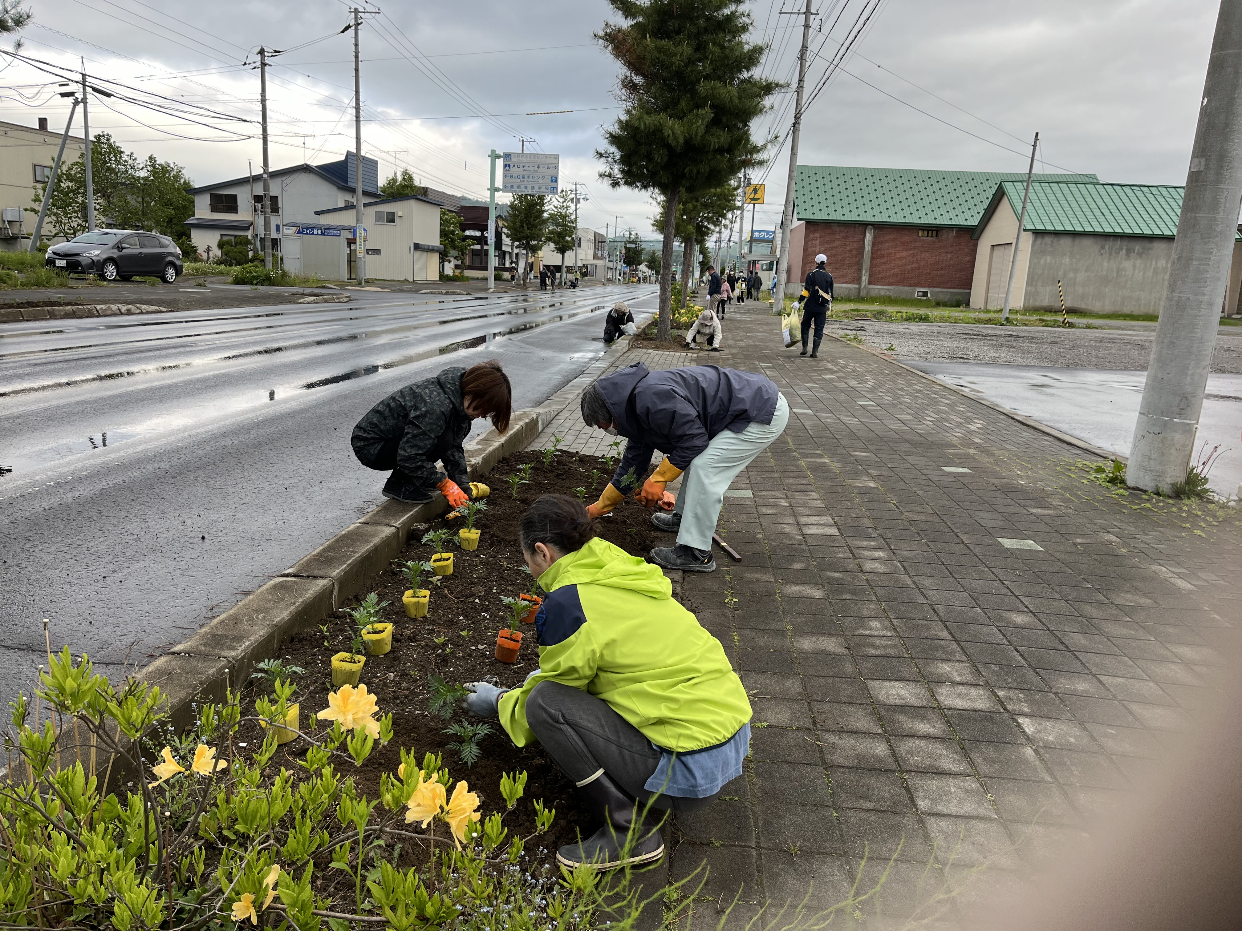 5月26日　北野東町内会　マリーゴールド苗の定植作業の画像2