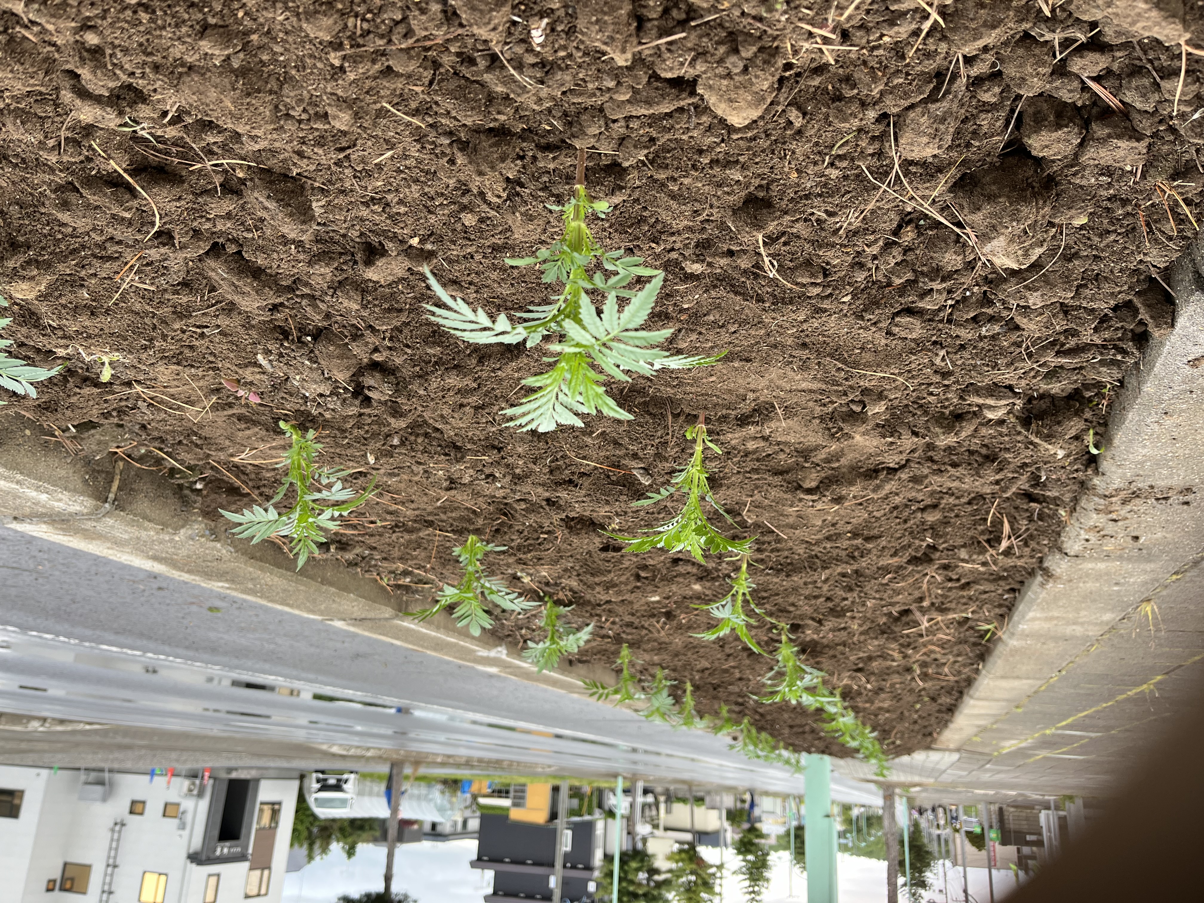 5月26日　北野東町内会　マリーゴールド苗の定植作業の画像3