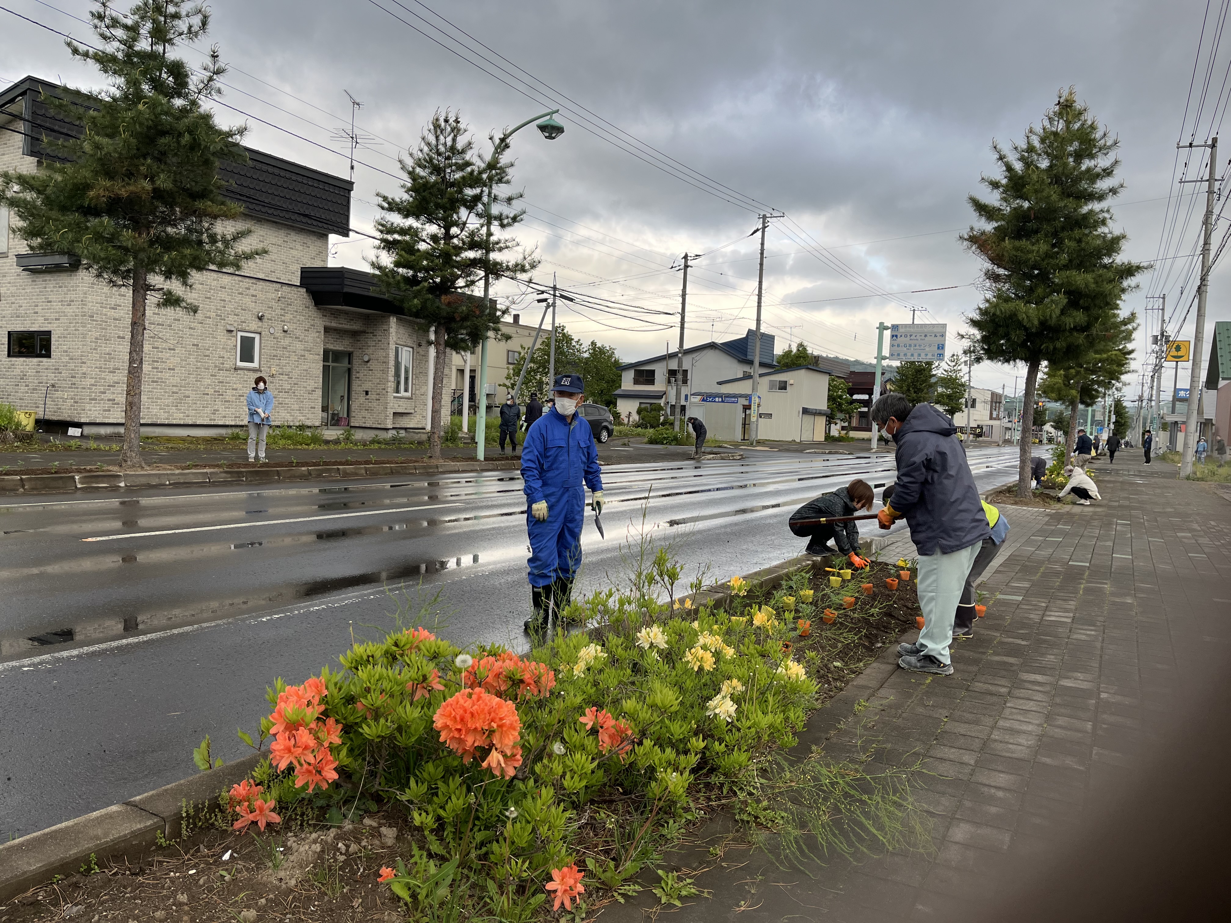 5月26日　北野東町内会　マリーゴールド苗の定植作業の画像4