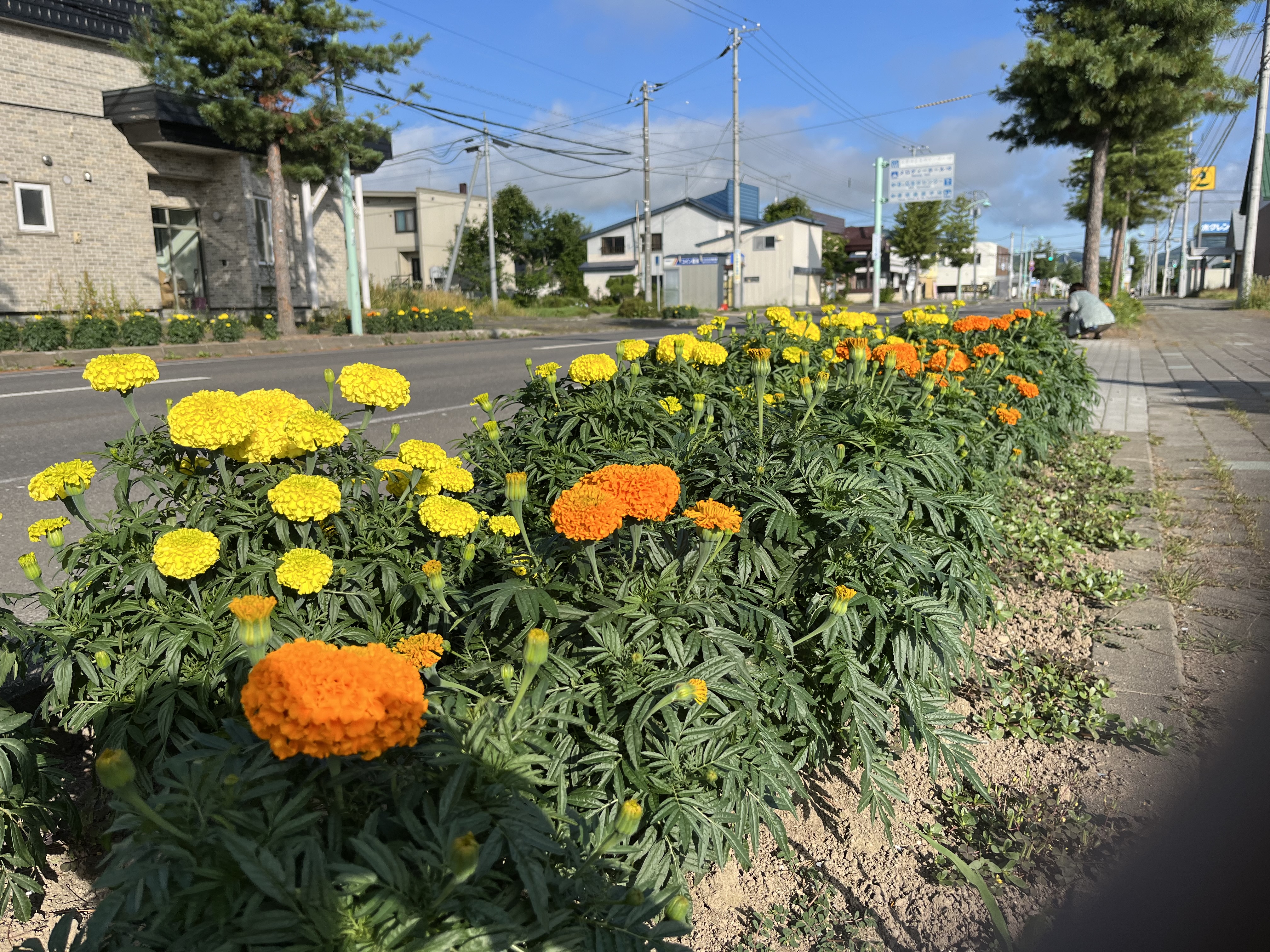 7月14日　北野東町内会　マリーゴールドの画像1