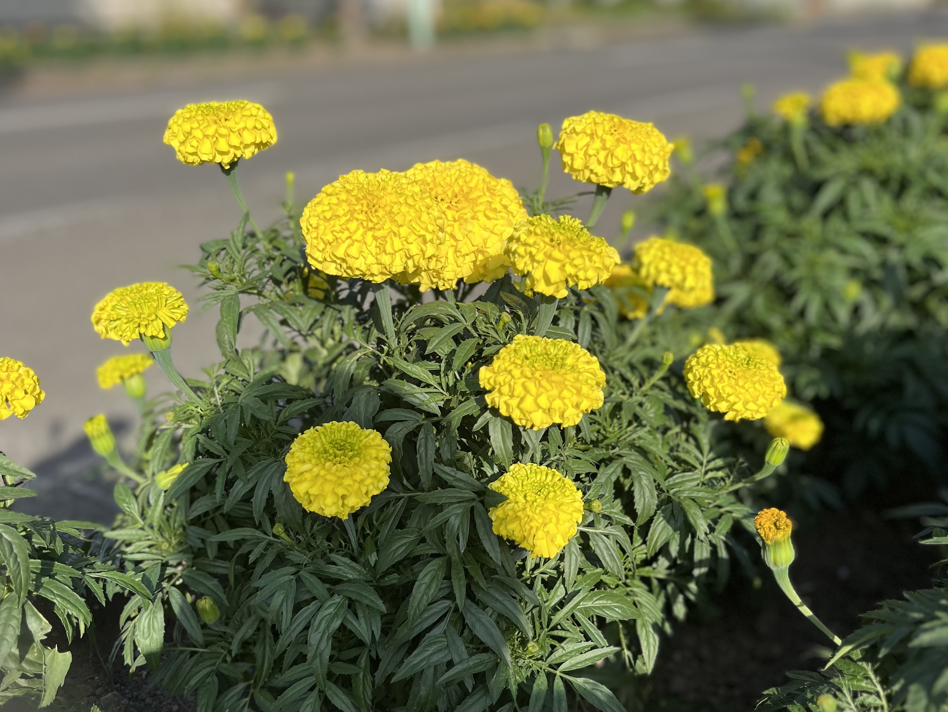 7月14日　北野東町内会　マリーゴールドの画像2