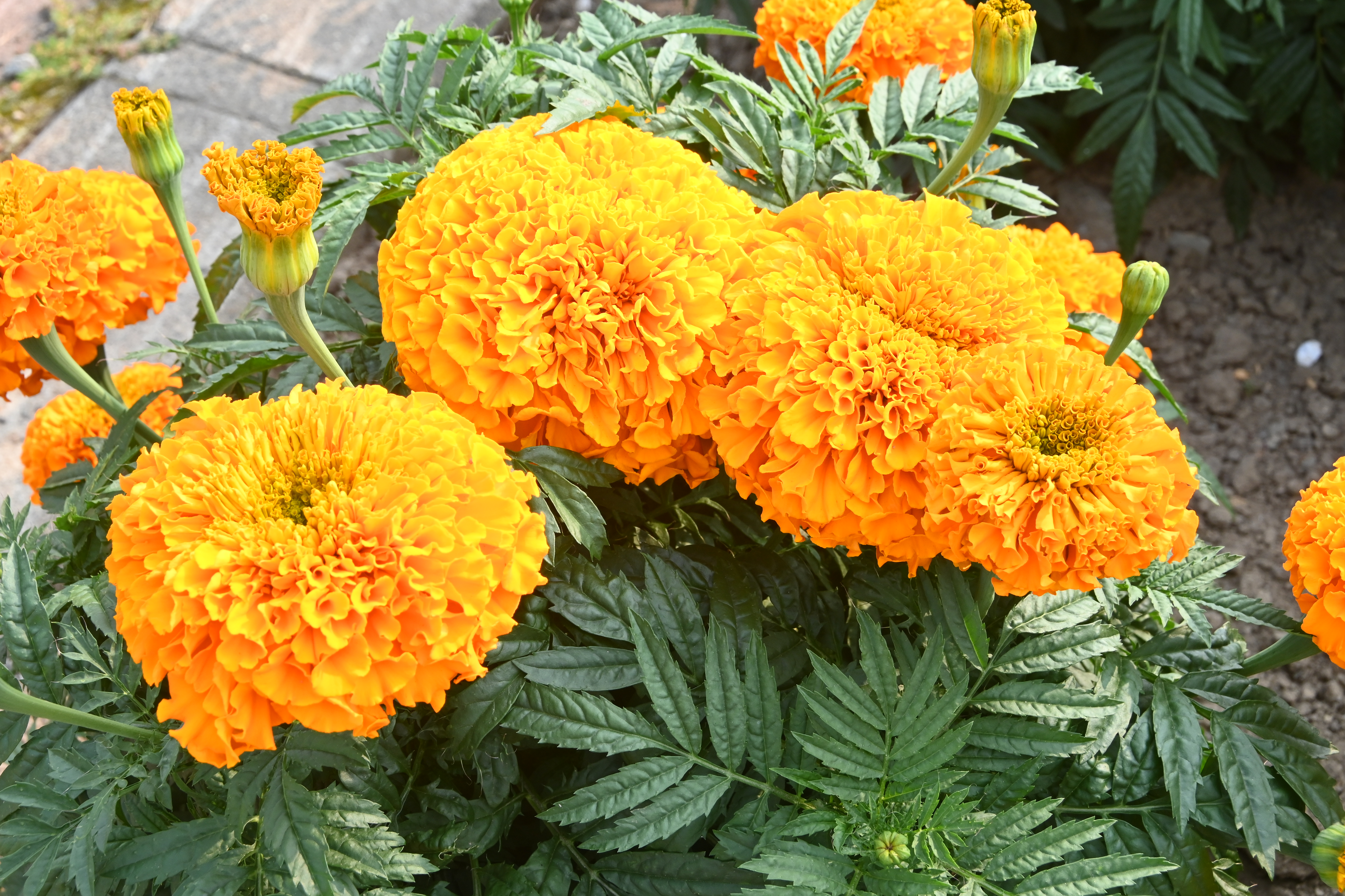 7月17日　10線道路　マリーゴールドの画像1