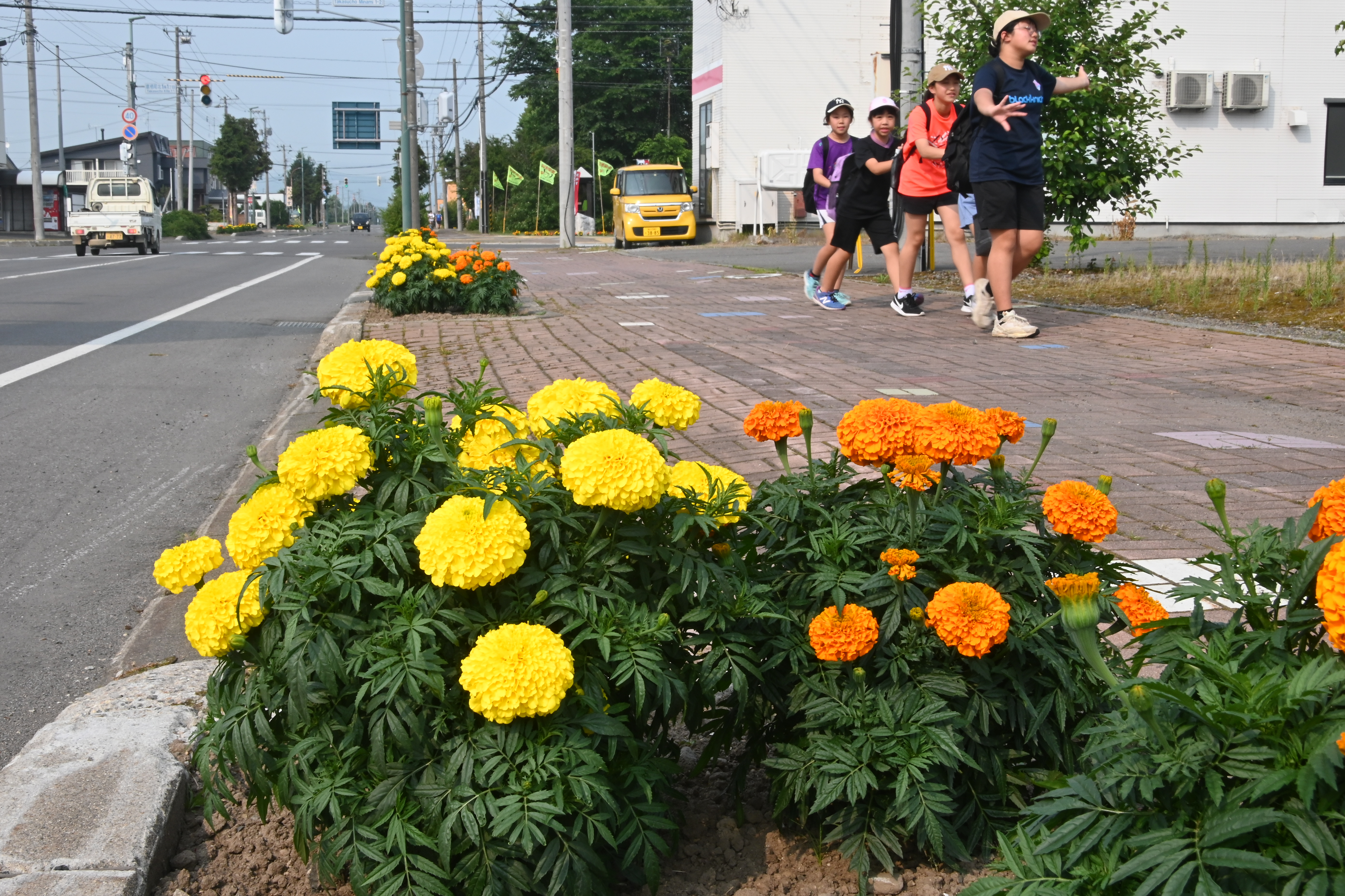 7月17日　10線道路　マリーゴールドの画像2