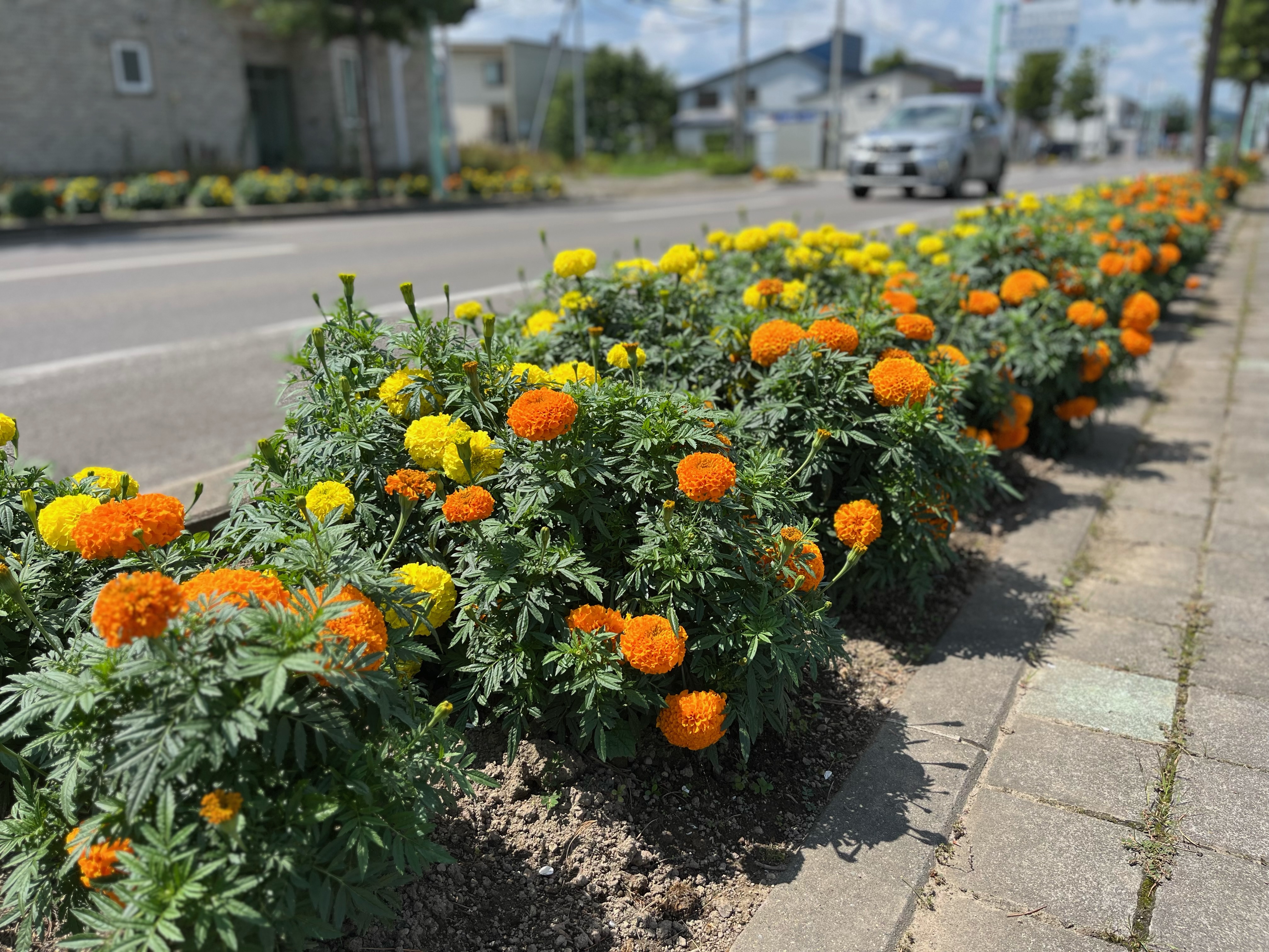 7月28日　北野東町内会　マリーゴールドの画像1