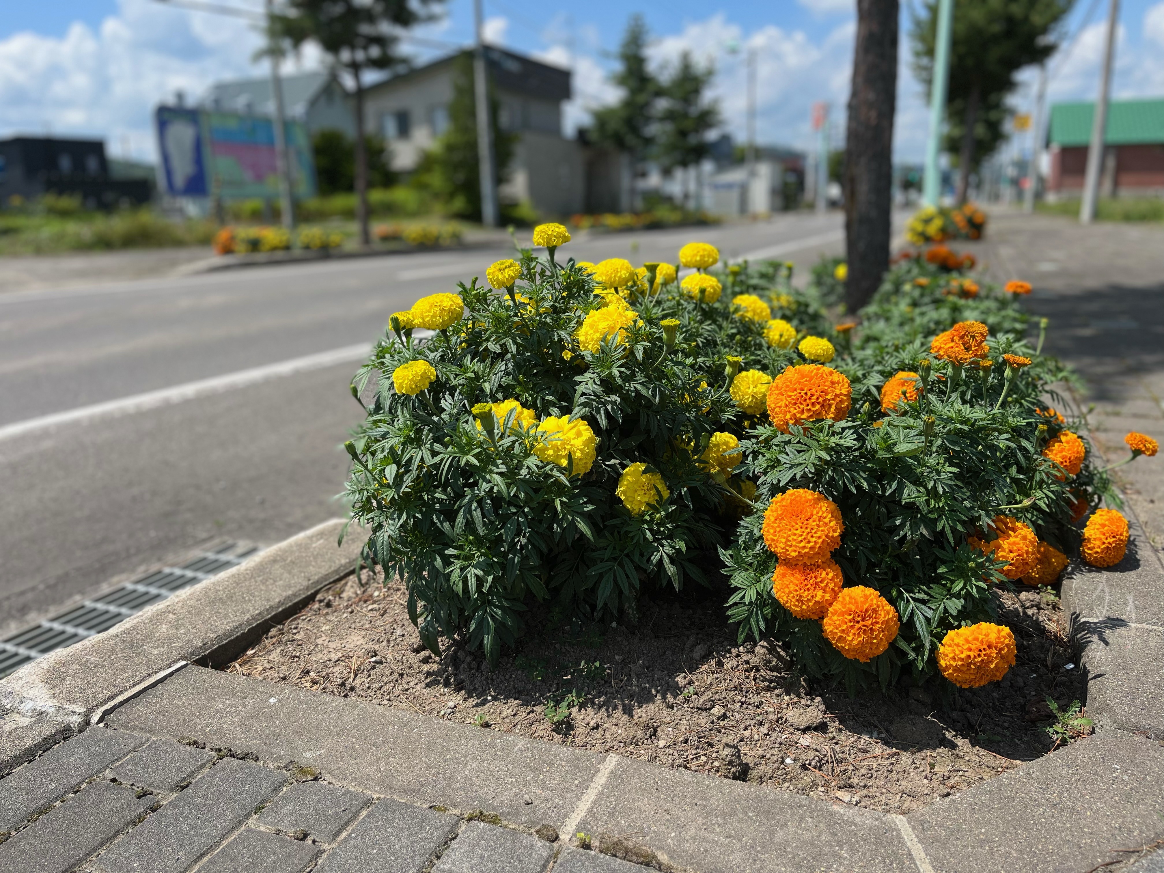 7月28日　北野東町内会　マリーゴールドの画像2