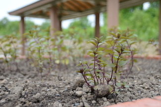 ペパーミントの画像