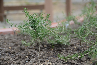 ローズマリーの画像