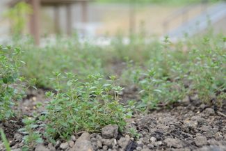 レモンタイムの画像