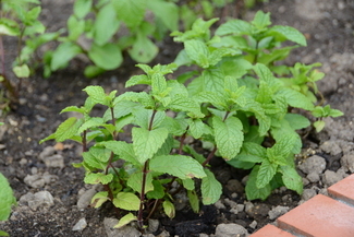 スペアミントの画像