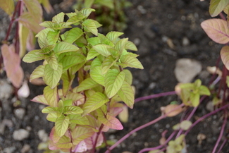 オレンジミントの画像