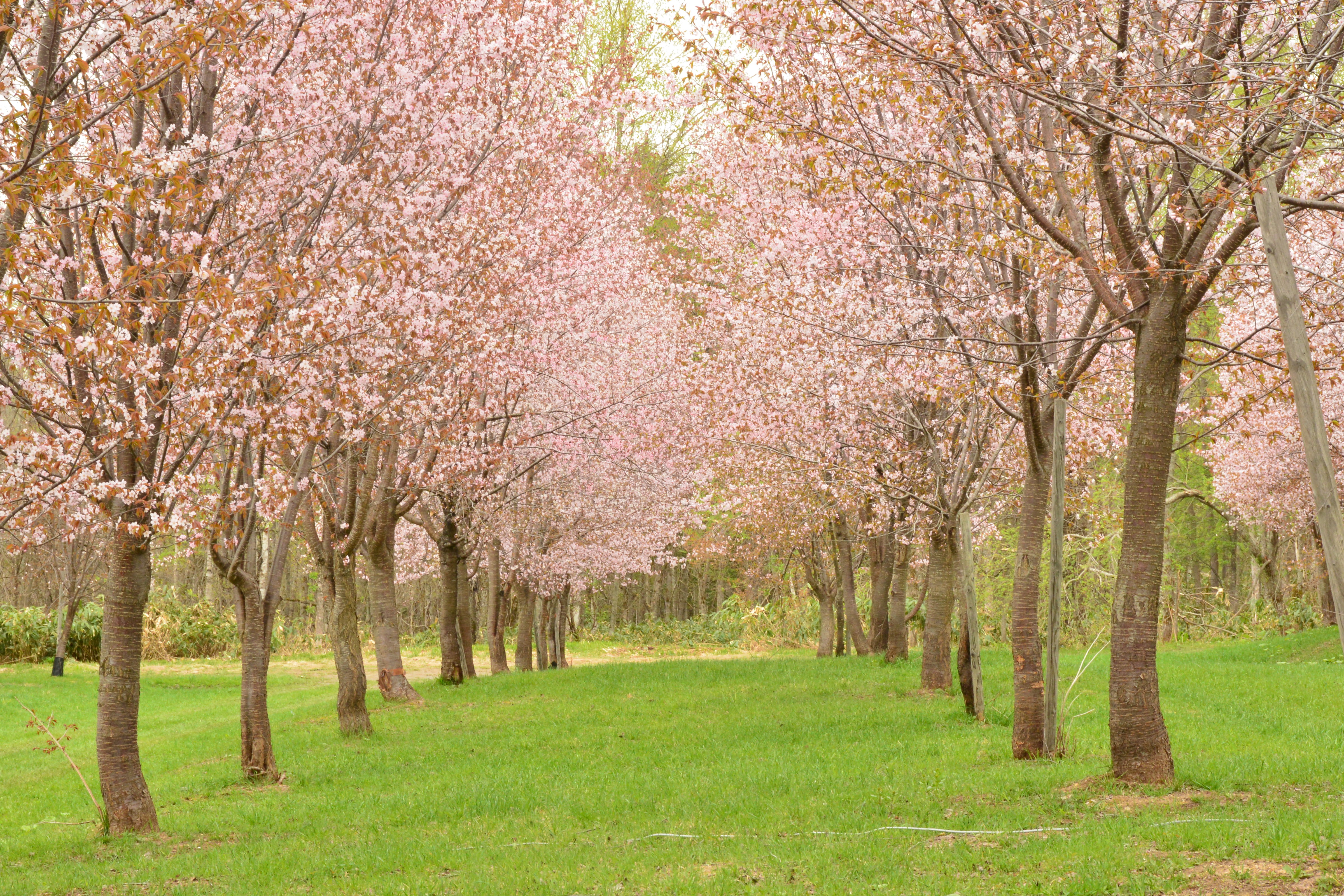 パレットヒルズさくら(春)