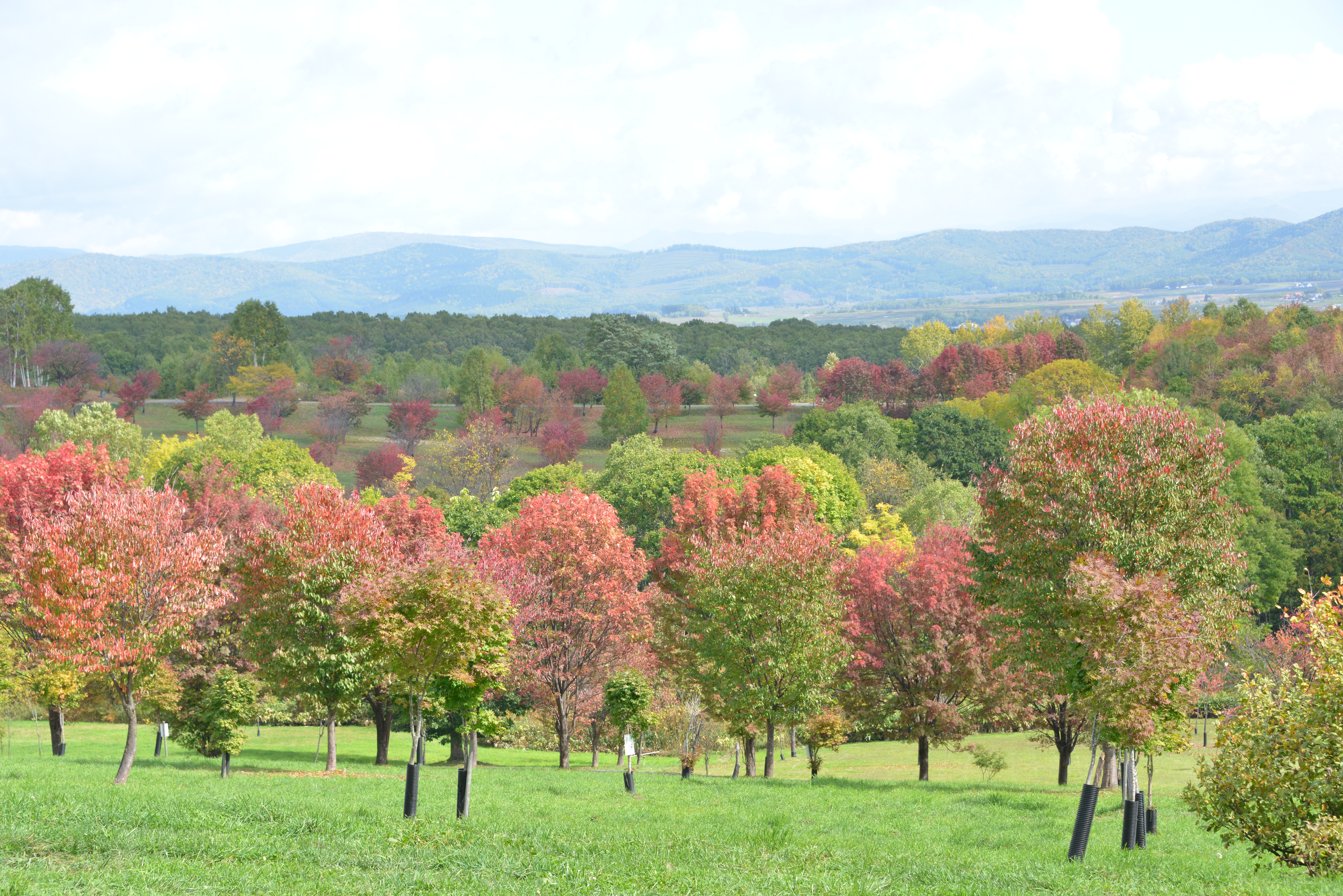 パレットヒルズ紅葉風景(秋)