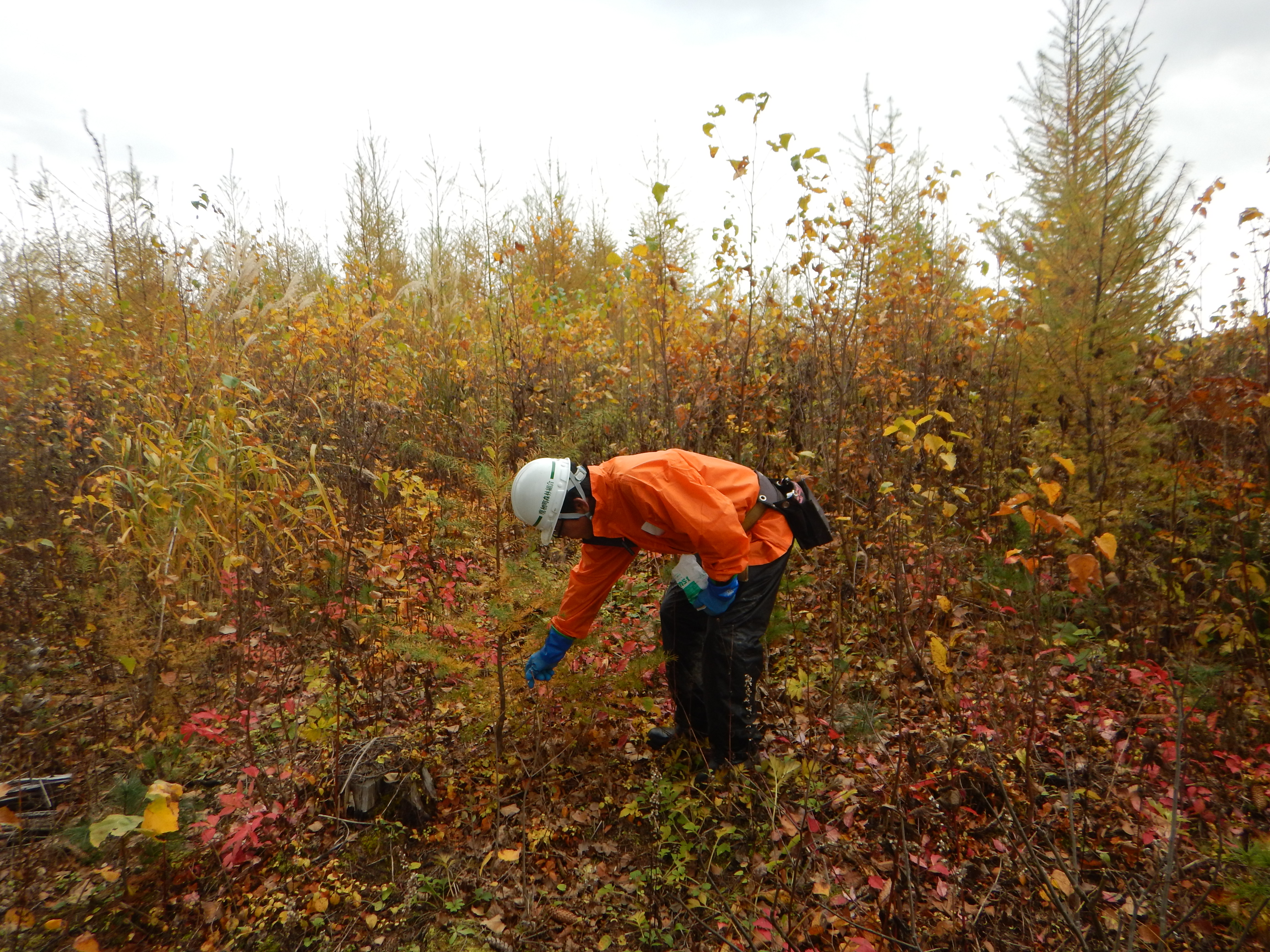殺鼠剤散布の様子