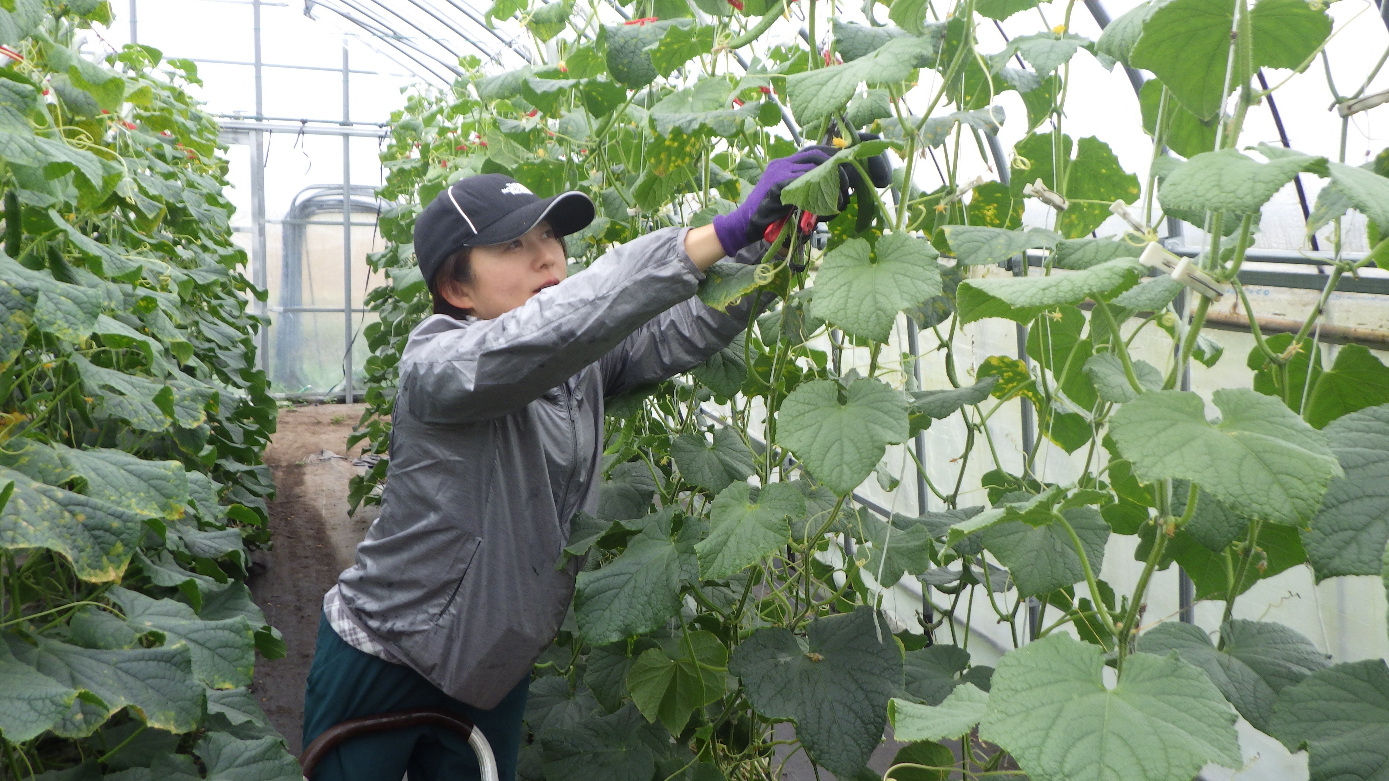 きゅうり作業写真