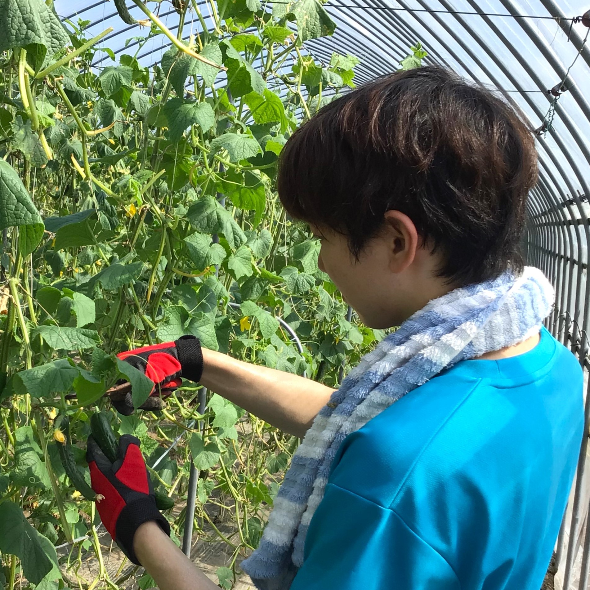 きゅうり収穫作業