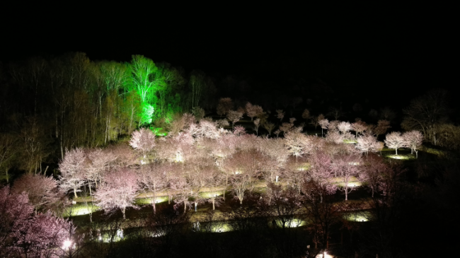 夜桜ライトアップの様子