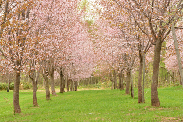 パレットヒルズ桜の様子