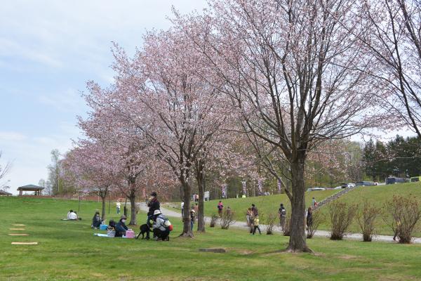 パレットヒルズ桜の様子1