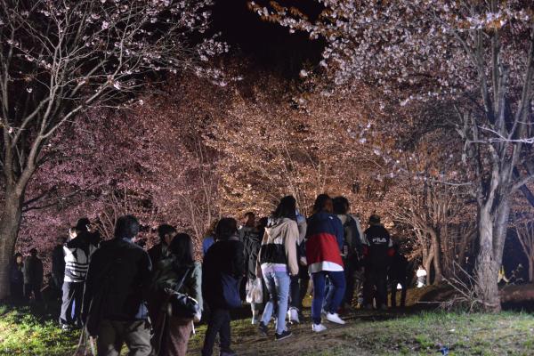 パレットヒルズ桜の様子2