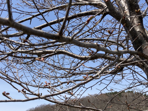 4月20日桜開花状況写真