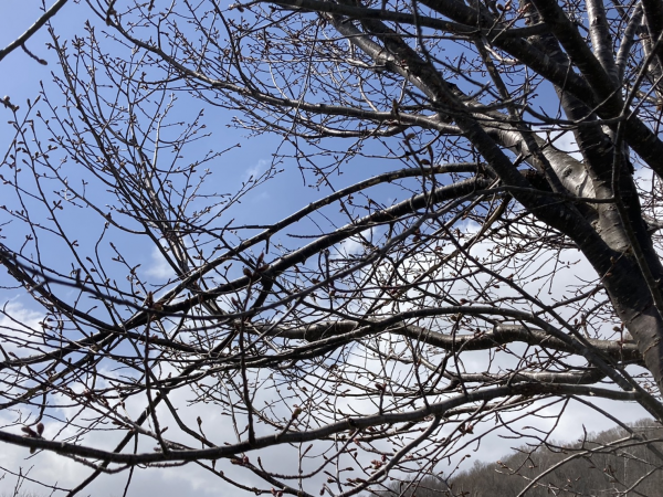 4月21日桜開花状況写真