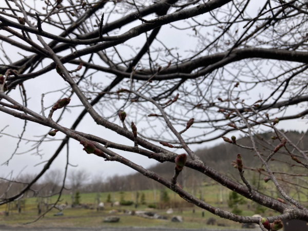 4月22日桜開花状況写真