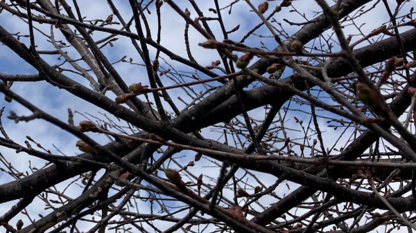 4月23日桜開花状況写真
