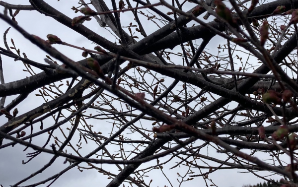 4月24日桜開花状況写真