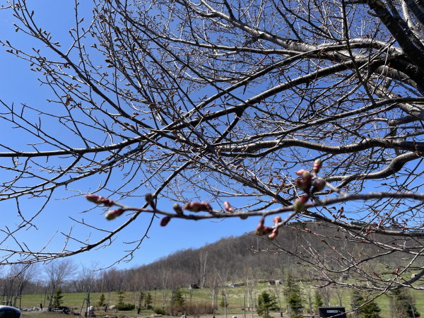 4月25日桜開花状況写真