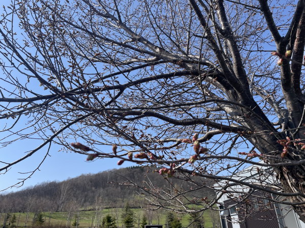 4月26日桜開花状況写真