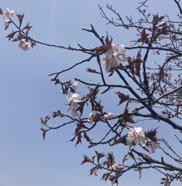 4月27日桜開花状況写真