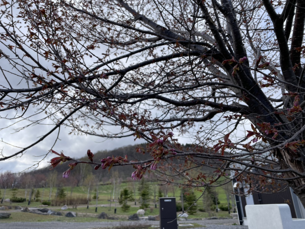 4月28日桜開花状況写真